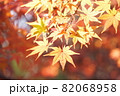 黄色い紅葉 82068958