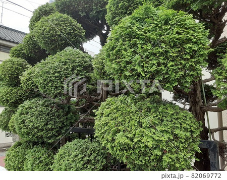 きれいに手入れされた庭木 82069772