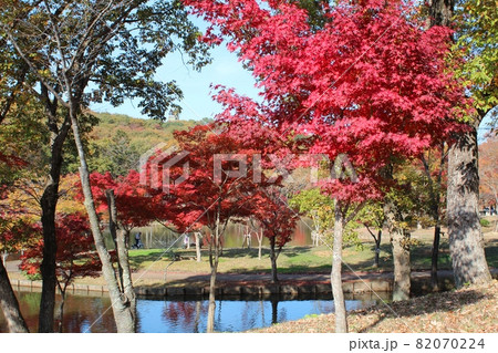 紅葉に彩られる北山公園 笠間市 紅葉に彩られる北山公園 笠間市 82070224