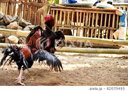 al Java/Indonesia-August 12, 2018: Cockfighting is a game of fighting two chickens in an arena until one of the chickens runs away or loses al Java/Indonesia-August 12, 2018: Cockfighting is a game of fighting two chickens in an arena until one of the chickens runs away or loses 82070493