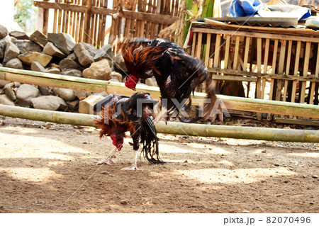 al Java/Indonesia-August 12, 2018: Cockfighting is a game of fighting two chickens in an arena until one of the chickens runs away or loses 82070496