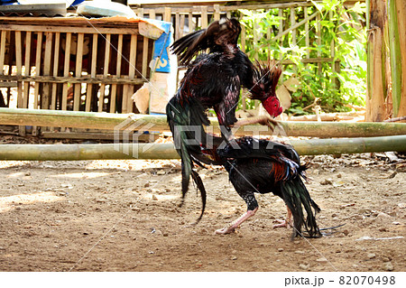 al Java/Indonesia-August 12, 2018: Cockfighting is a game of fighting two chickens in an arena until one of the chickens runs away or loses al Java/Indonesia-August 12, 2018: Cockfighting is a game of fighting two chickens in an arena until one of the chickens runs away or loses 82070498