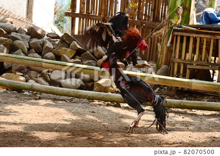al Java/Indonesia-August 12, 2018: Cockfighting is a game of fighting two chickens in an arena until one of the chickens runs away or loses al Java/Indonesia-August 12, 2018: Cockfighting is a game of fighting two chickens in an arena until one of the chickens runs away or loses 82070500
