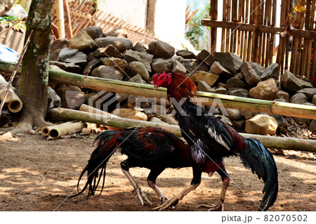 al Java/Indonesia-August 12, 2018: Cockfighting is a game of fighting two chickens in an arena until one of the chickens runs away or loses 82070502