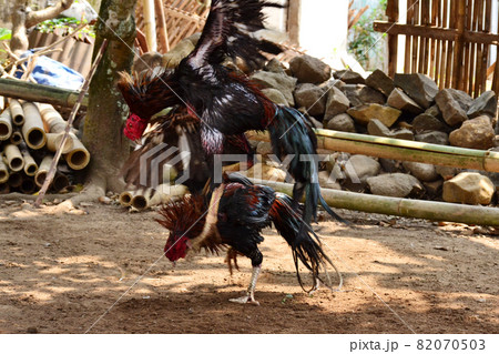 al Java/Indonesia-August 12, 2018: Cockfighting is a game of fighting two chickens in an arena until one of the chickens runs away or loses al Java/Indonesia-August 12, 2018: Cockfighting is a game of fighting two chickens in an arena until one of the chickens runs away or loses 82070503