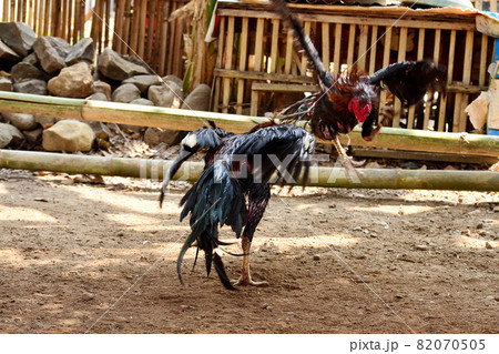 al Java/Indonesia-August 12, 2018: Cockfighting is a game of fighting two chickens in an arena until one of the chickens runs away or loses 82070505