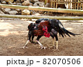al Java/Indonesia-August 12, 2018: Cockfighting is a game of fighting two chickens in an arena until one of the chickens runs away or loses 82070506