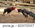 al Java/Indonesia-August 12, 2018: Cockfighting is a game of fighting two chickens in an arena until one of the chickens runs away or loses 82070507
