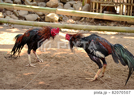 al Java/Indonesia-August 12, 2018: Cockfighting is a game of fighting two chickens in an arena until one of the chickens runs away or loses 82070507