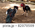 al Java/Indonesia-August 12, 2018: Cockfighting is a game of fighting two chickens in an arena until one of the chickens runs away or loses 82070509