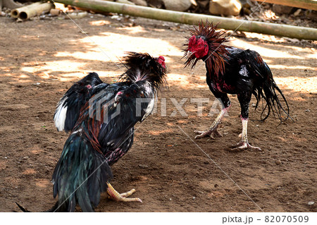 al Java/Indonesia-August 12, 2018: Cockfighting is a game of fighting two chickens in an arena until one of the chickens runs away or loses al Java/Indonesia-August 12, 2018: Cockfighting is a game of fighting two chickens in an arena until one of the chickens runs away or loses 82070509