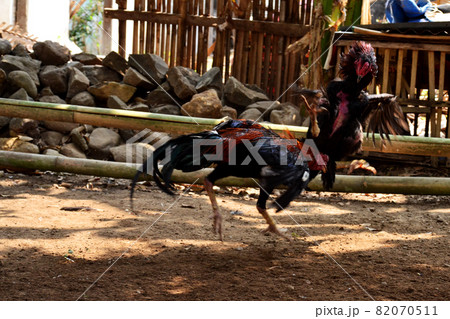 al Java/Indonesia-August 12, 2018: Cockfighting is a game of fighting two chickens in an arena until one of the chickens runs away or loses al Java/Indonesia-August 12, 2018: Cockfighting is a game of fighting two chickens in an arena until one of the chickens runs away or loses 82070511