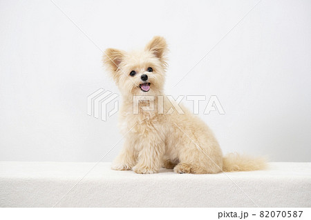 舌を出して微笑むチワプーのチャイちゃん 82070587