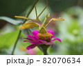 Yellow Mantises are an order Mantodea perched on a flower 82070634