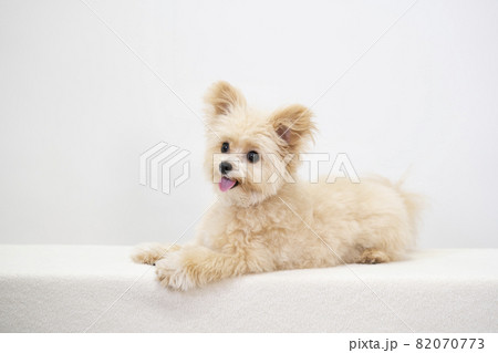 微笑むチワプーのバストアップ 82070773