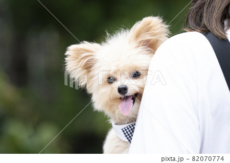 女性に抱かれて微笑むチワプーのバストアップ 82070774