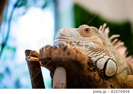 グリーンイグアナ 82070848