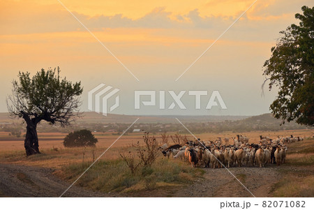 Goats and Sheeps on Road In Greci, Romania. Goats and Sheeps on Road In Greci, Romania. 82071082