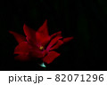 A Bright Red Rose on a Dark Background 82071296