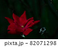 A Bright Red Rose on Dark Green 82071298