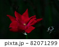 A Bright Red Rose on Dark Green 82071299