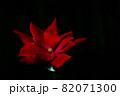 A Bright Red Rose on a Dark Background 82071300
