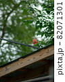 A Cardinal On a Telephone Wire Over a Gazebo 82071301