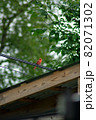 A Cardinal On a Telephone Wire Over a Gazebo 82071302