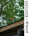 A Cardinal On a Telephone Wire Over a Gazebo 82071303