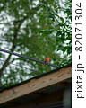 A Cardinal On a Telephone Wire Over a Gazebo 82071304