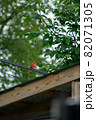 A Cardinal On a Telephone Wire Over a Gazebo 82071305