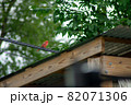 A Cardinal On a Telephone Wire Over a Gazebo 82071306