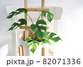 Rhaphidophora tetrasperma or Mini monstera Ginny philodendron in white ceramic pot on the chair 82071336