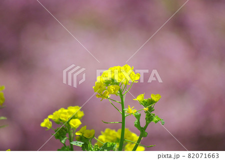 春の訪れ八重桜と菜の花 82071663
