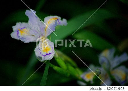 春の日陰に咲く菖蒲の花 82071903