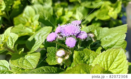 ようやく咲き始めたカッコウアザミの花 82072308