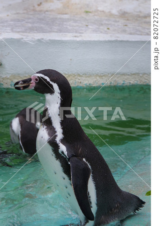 フンボルトペンギン 可愛い動物 天王寺動物園 ペンギン フンボルトペンギン 可愛い動物 天王寺動物園 ペンギン 82072725