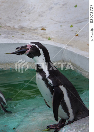 フンボルトペンギン 可愛い動物 天王寺動物園 ペンギンの写真素材