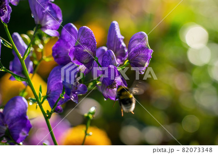 Flowers of an Akonite (Aconitum variegatum) 82073348