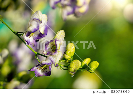 Flowers of an Akonite (Aconitum variegatum) Flowers of an Akonite (Aconitum variegatum) 82073349