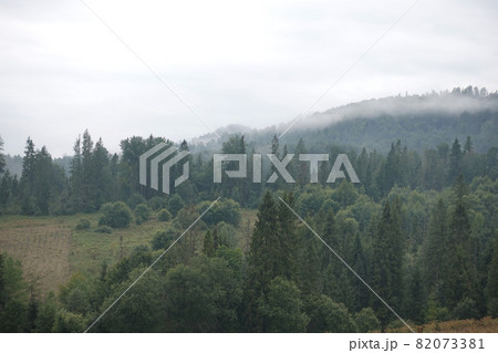 Spruce trees if fog 82073381
