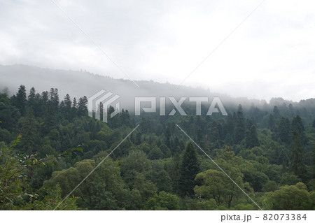 Spruce trees if fog 82073384