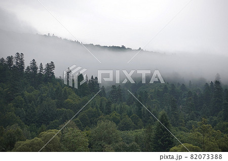 Spruce trees if fog 82073388