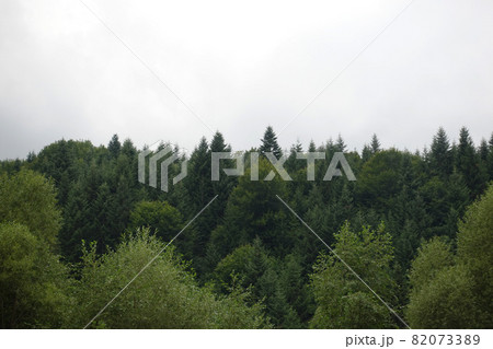 Spruce trees if fog 82073389