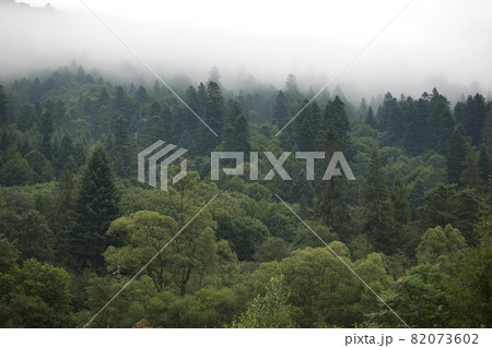 Spruce trees if fog 82073602
