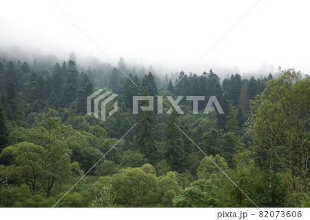 Spruce trees if fog 82073606