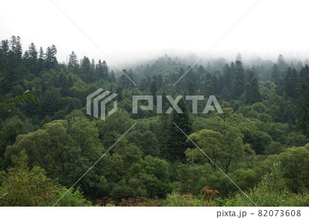 Spruce trees if fog 82073608