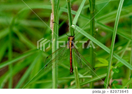 ツノトンボ♂ 82073645