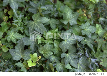 花壇の植物　グランドカバー 82074014