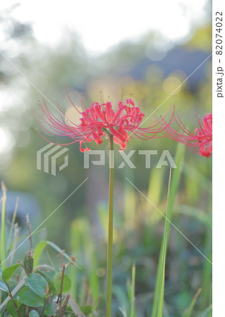 お彼岸の時期に咲く花 ヒガンバナ 曼珠沙華 の写真素材